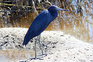 Little Blue Heron